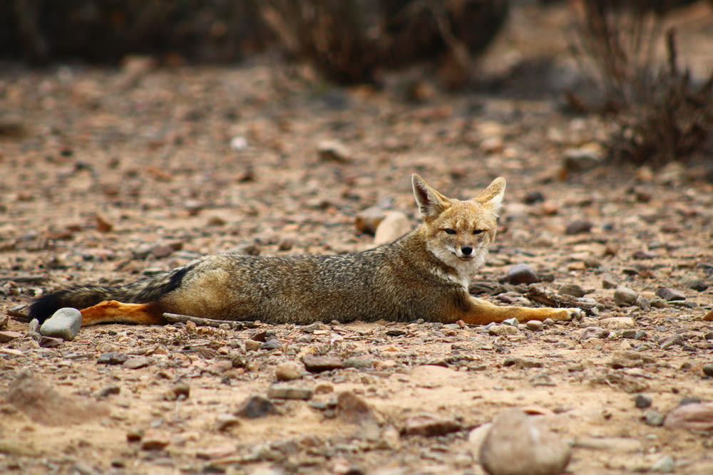 a small animal laying on top of a dirt field