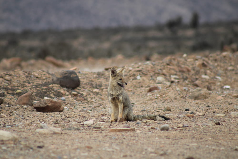 a small animal sitting on top of a dirt field