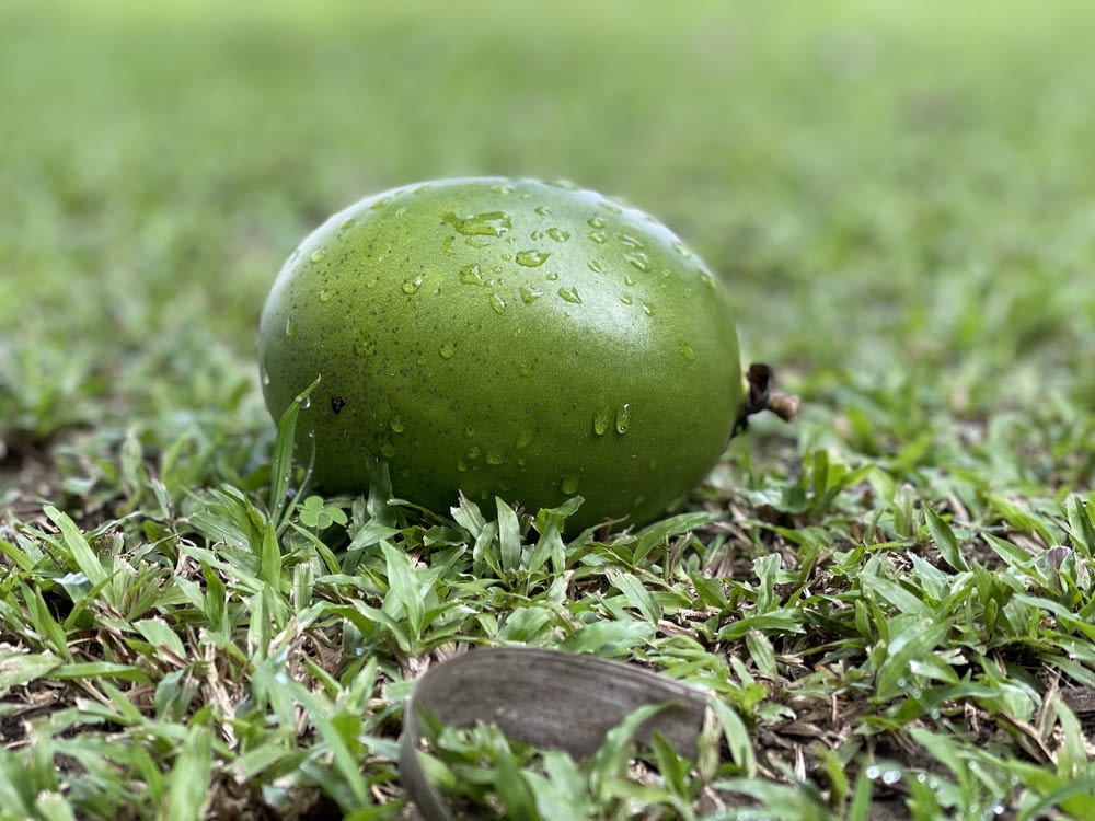 a green apple sitting on top of a lush green field