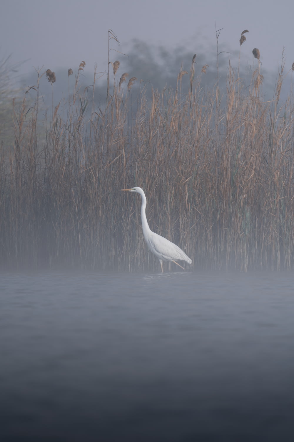 a white bird standing in the middle of a body of water
