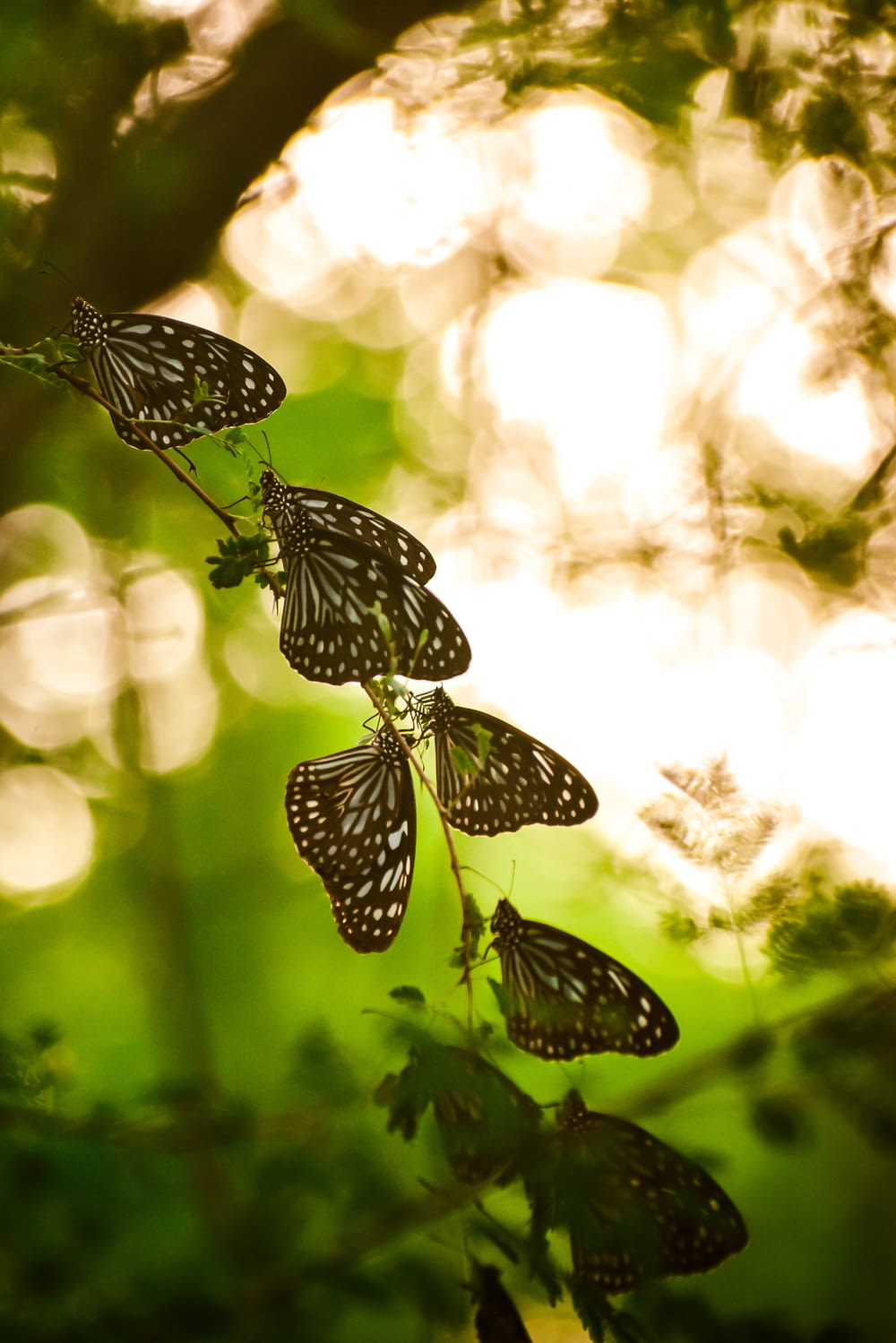 a group of butterflies hanging from a tree branch