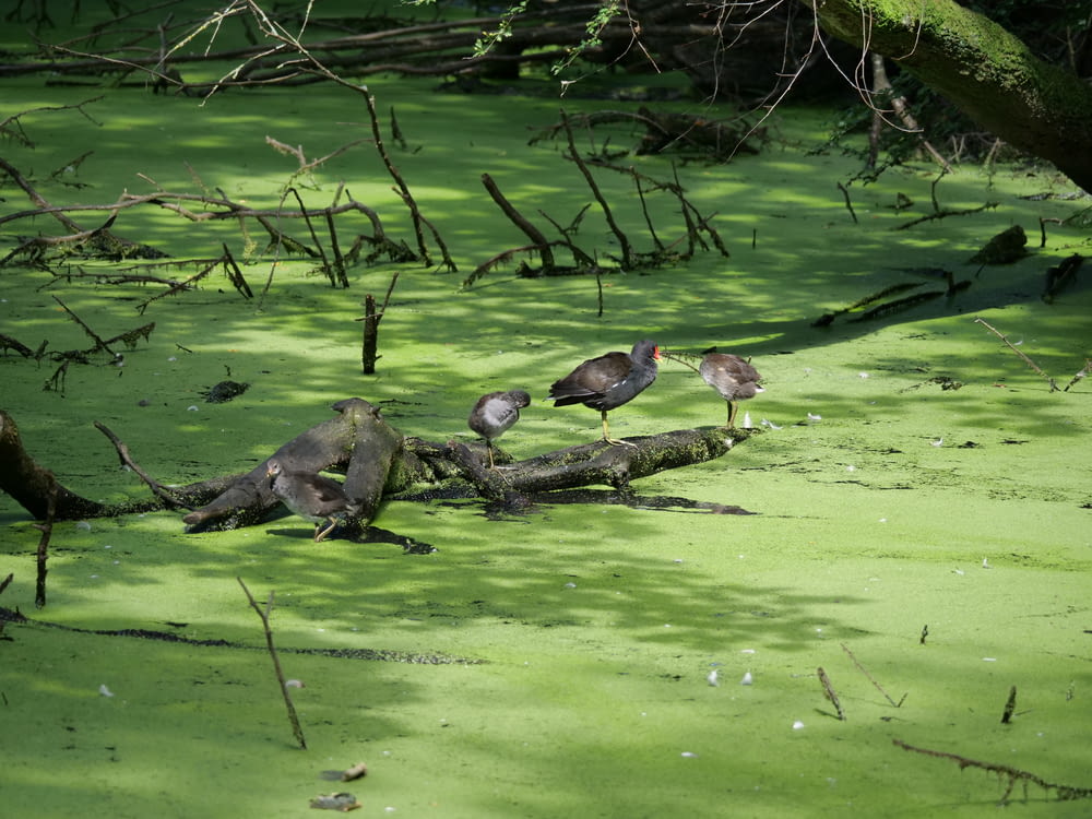 a group of birds standing on a log in a swamp