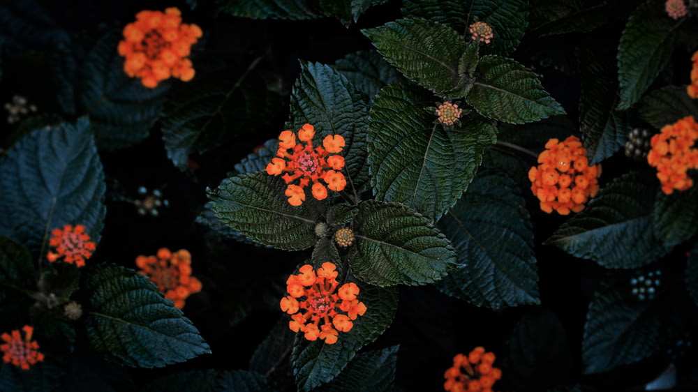 a bunch of orange flowers with green leaves
