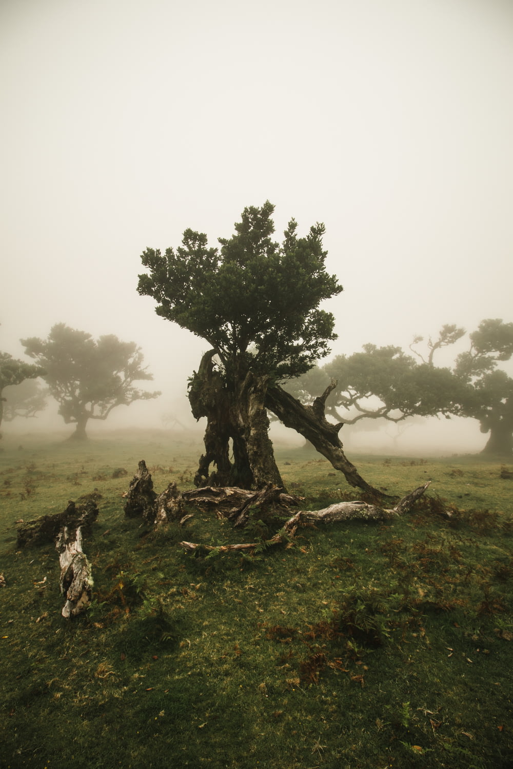 Un arbre au milieu d’un champ brumeux