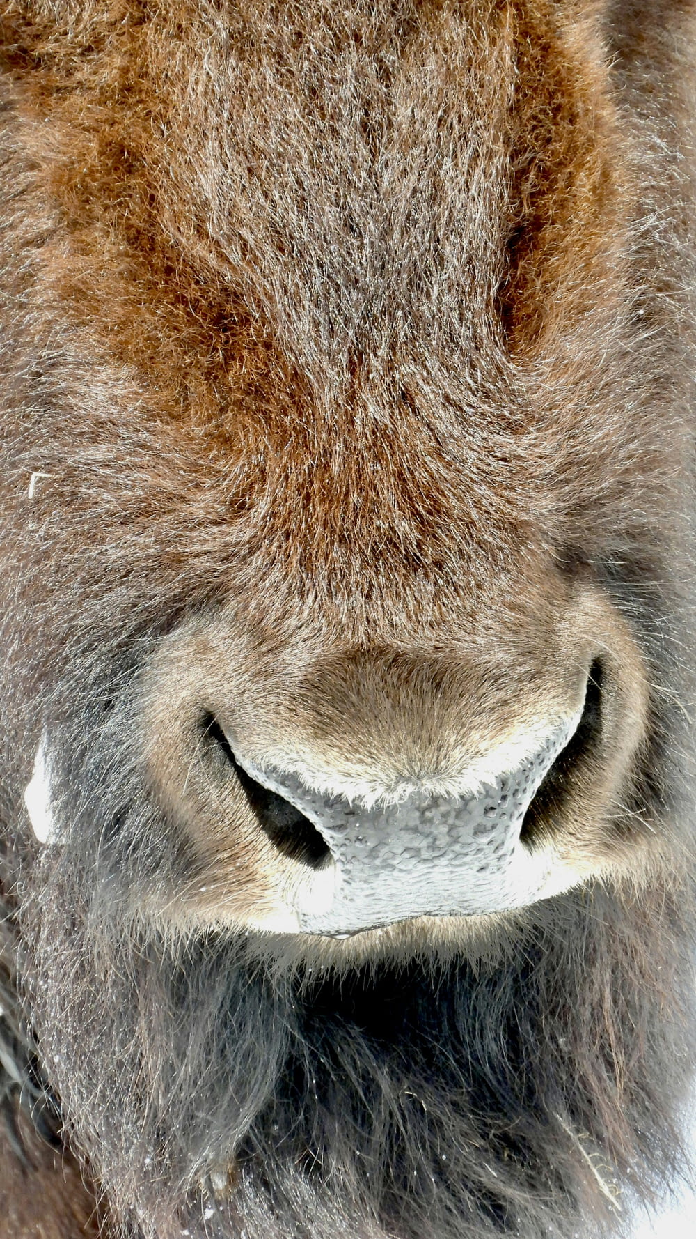 um close up do rosto de um bisão na neve