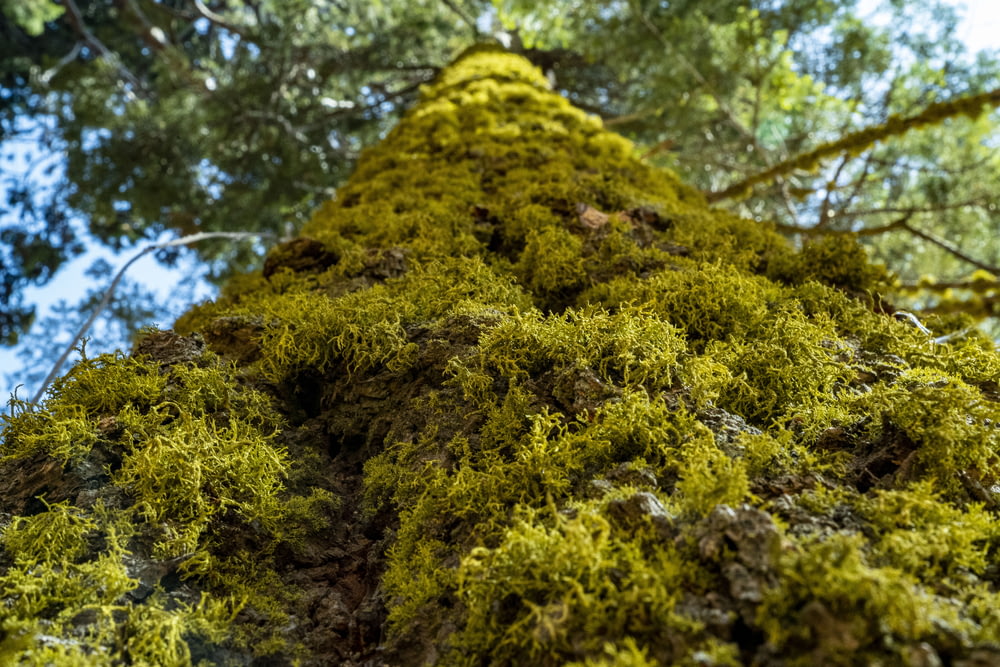 moss growing on a tree in a forest