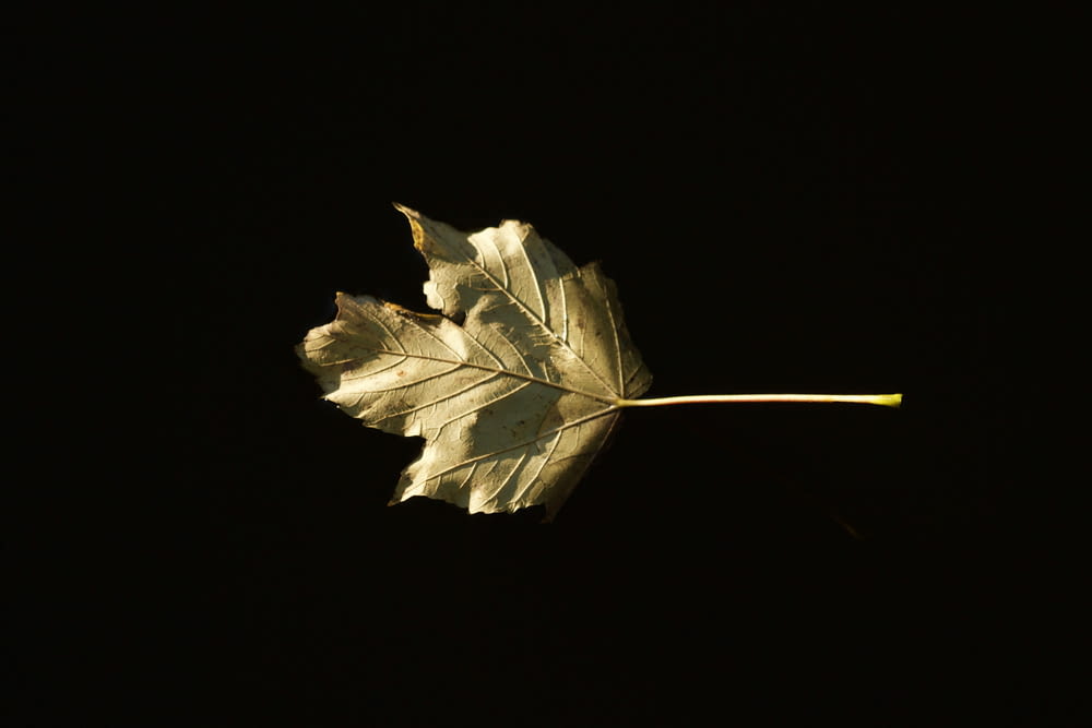 a single leaf floating in the air on a black background