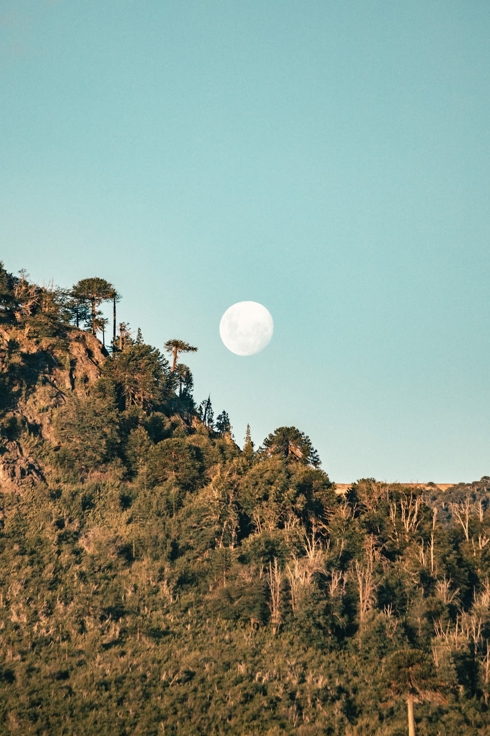 森林地帯に満月が見える