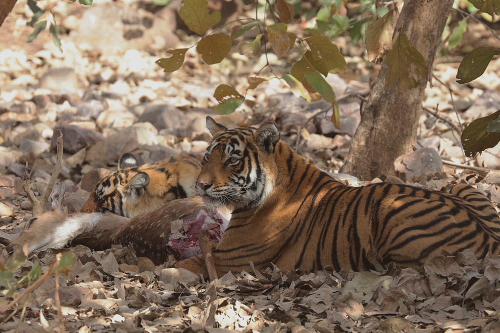 a tiger eating a carcass in the woods