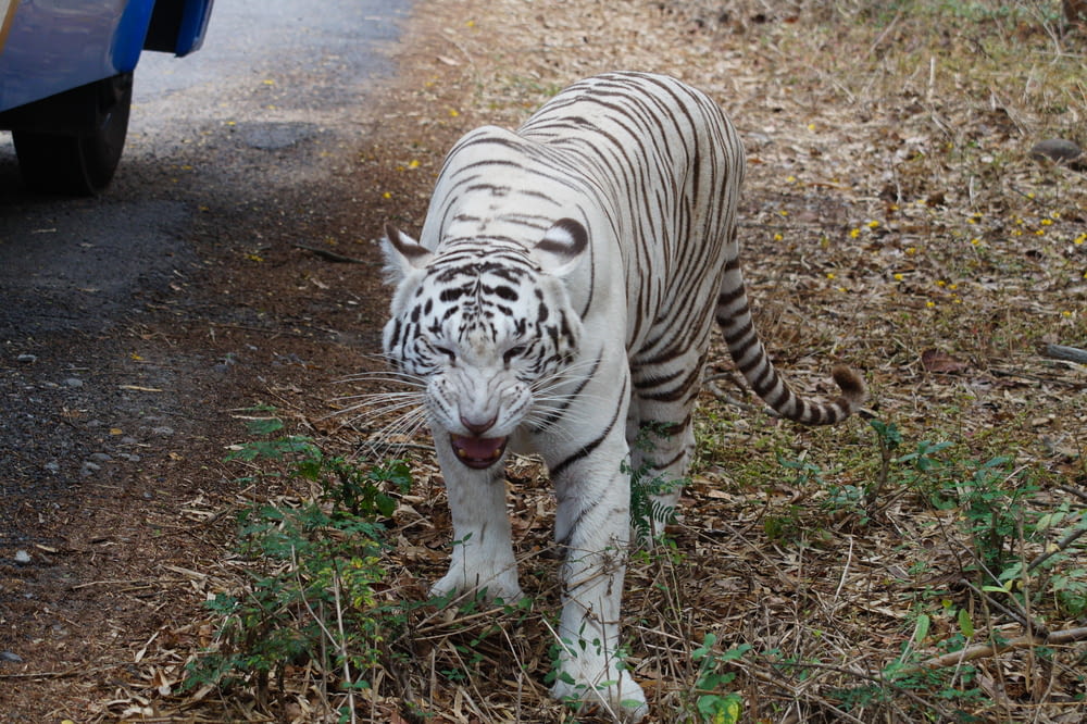 a white tiger walking across a dirt road
