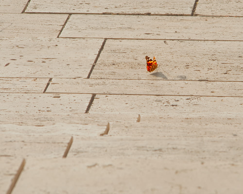 a small orange butterfly sitting on the ground