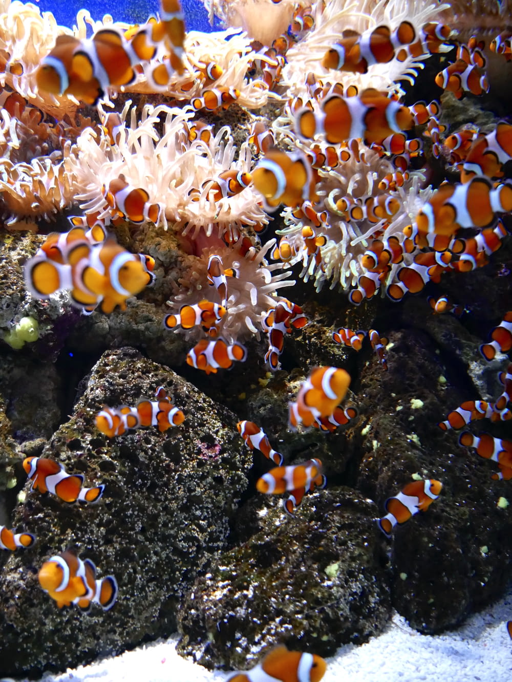a group of clown fish in an aquarium