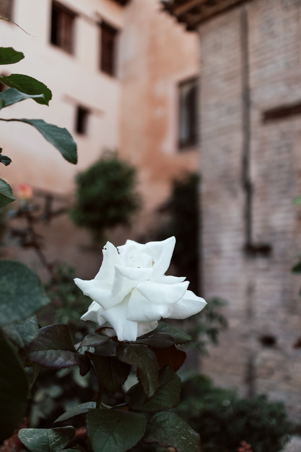 a white rose in front of a brick building