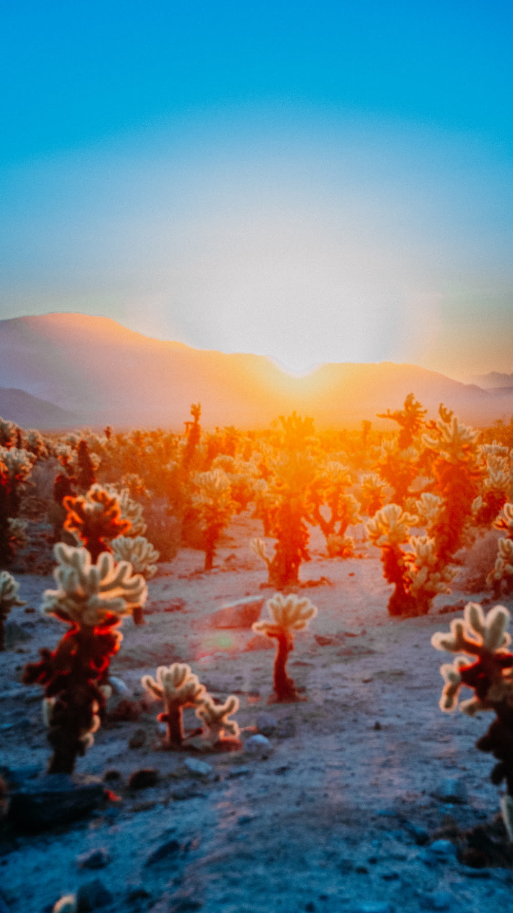 the sun is setting over the desert with many cacti