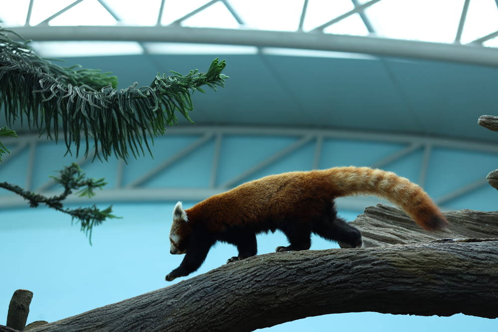 a red panda walking on a tree branch