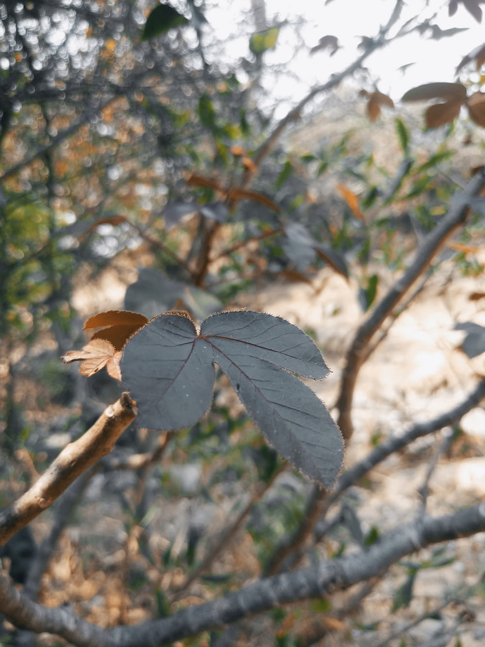 a leaf that is on a tree branch