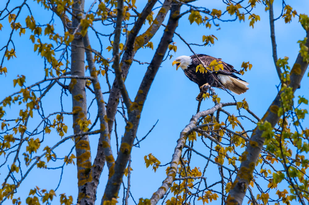 a bald eagle perched on top of a tree branch