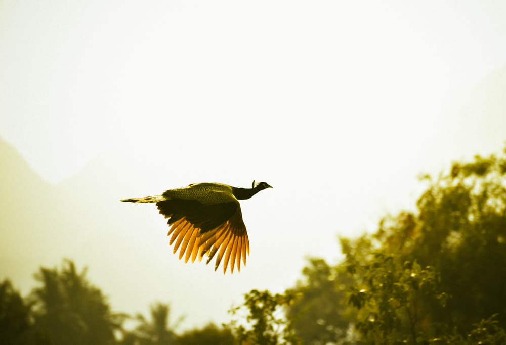 a large bird flying over a lush green forest