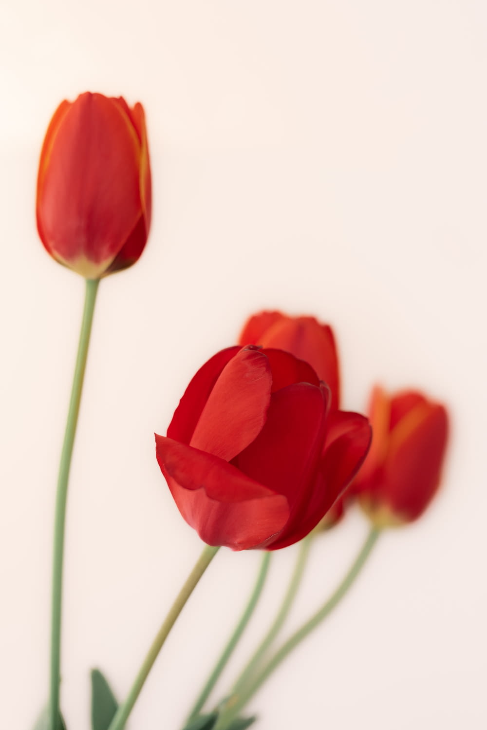 three red tulips in a vase on a white background