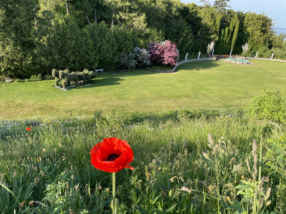 une fleur rouge au milieu d’un champ herbeux