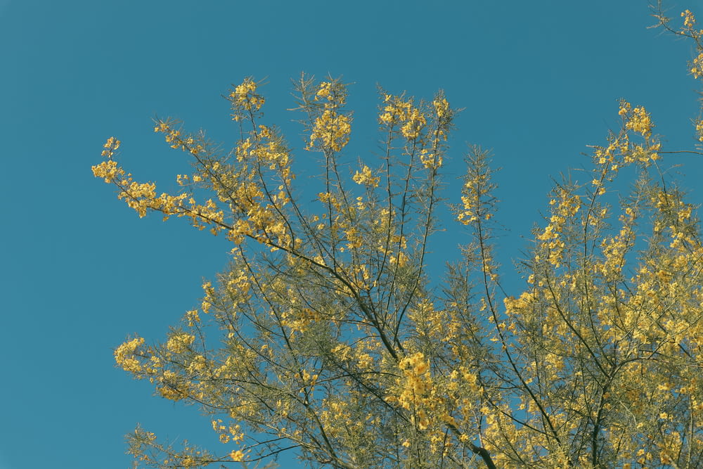a tree with yellow leaves against a blue sky