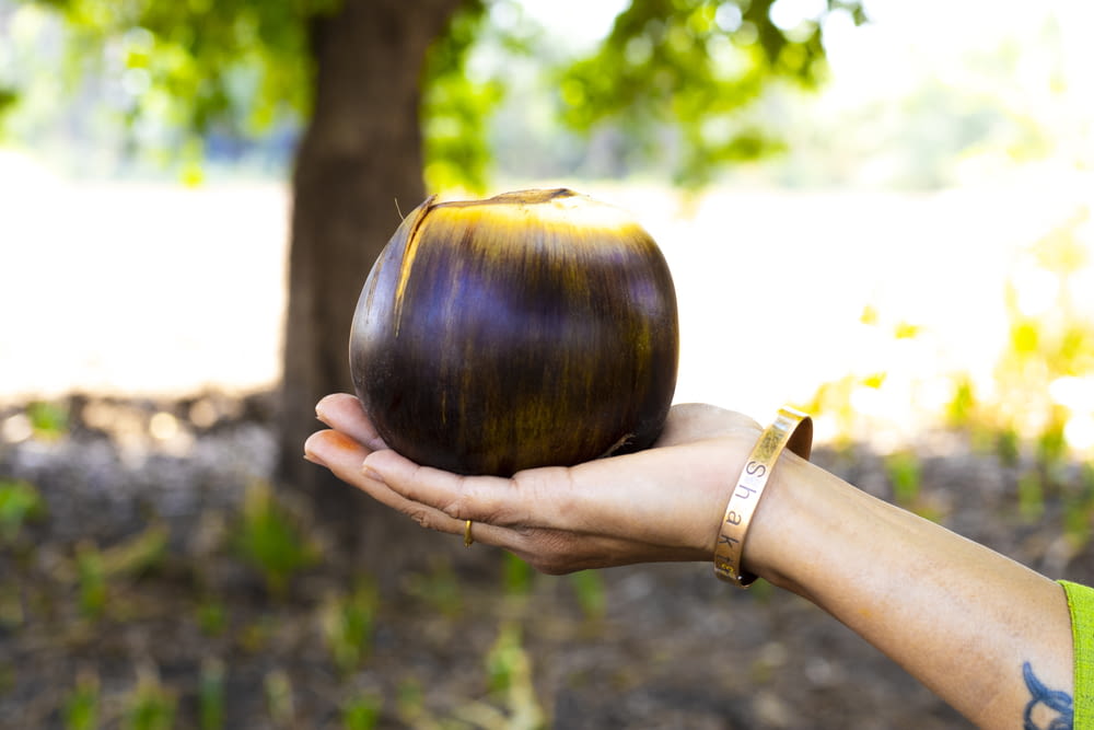 a hand holding an onion in front of a tree