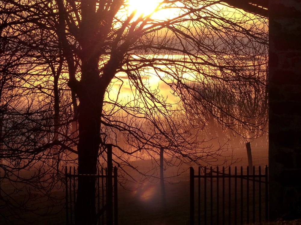 the sun is setting behind a tree and fence