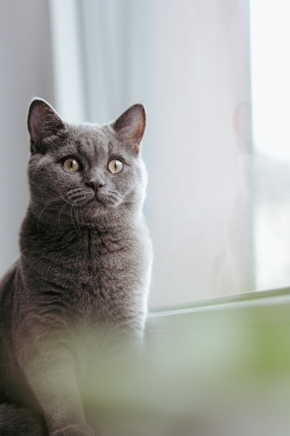 Un gato gris sentado encima del alféizar de una ventana