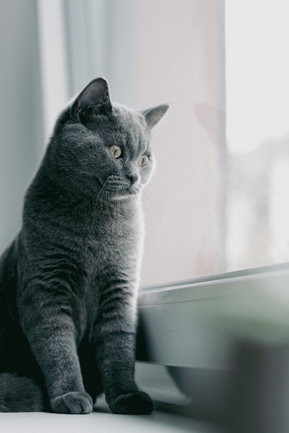 a gray cat sitting on a window sill