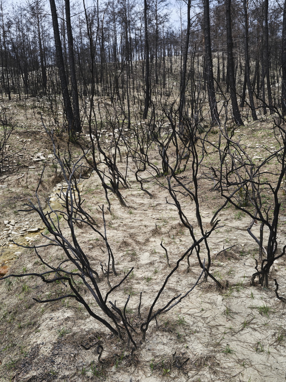 dead trees in the middle of a burned forest