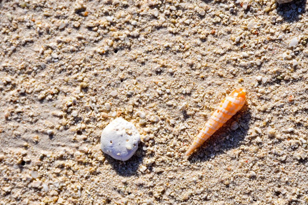 two shells and a sea shell on a sandy beach