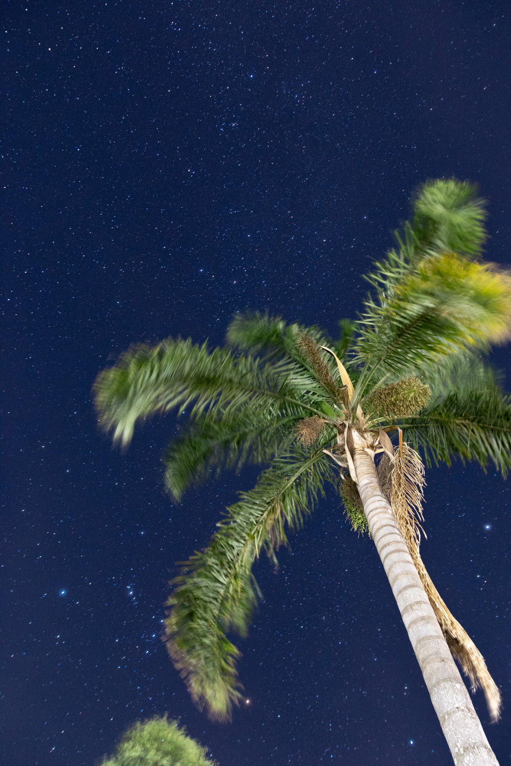 a palm tree with a star filled sky in the background