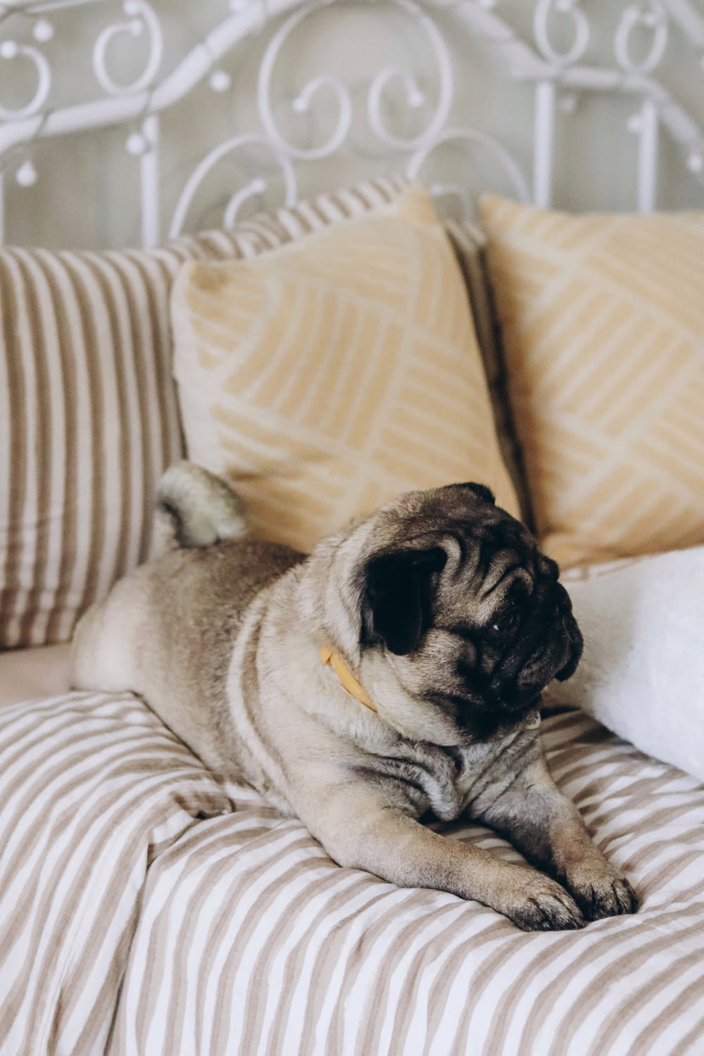a pug dog laying on a bed with pillows