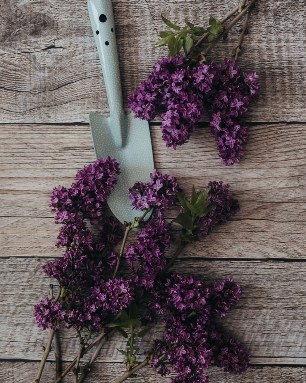 a knife and some purple flowers on a table