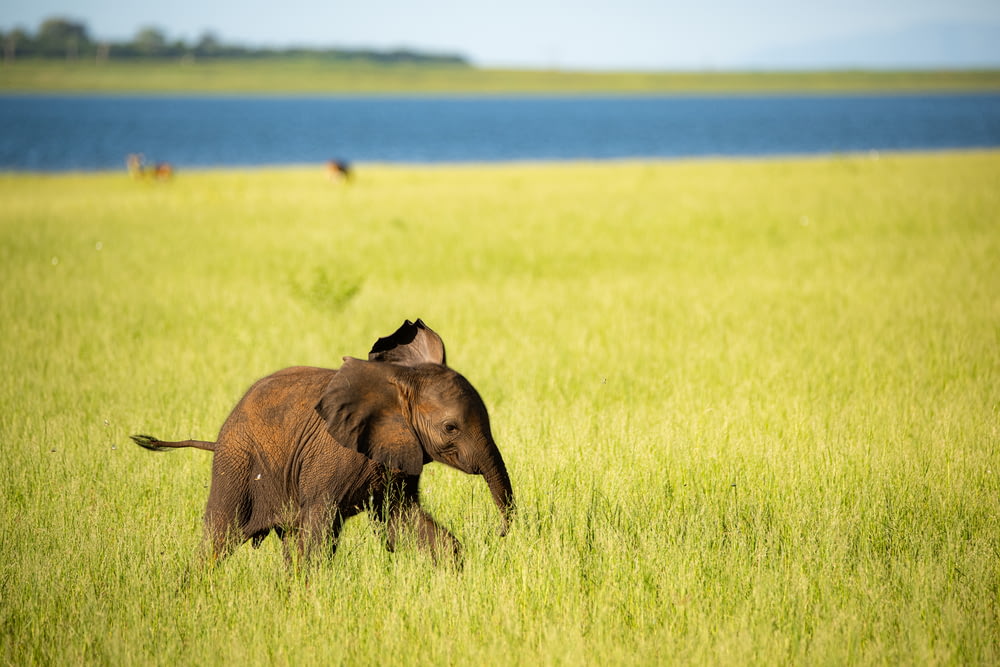 a baby elephant walking through a lush green field
