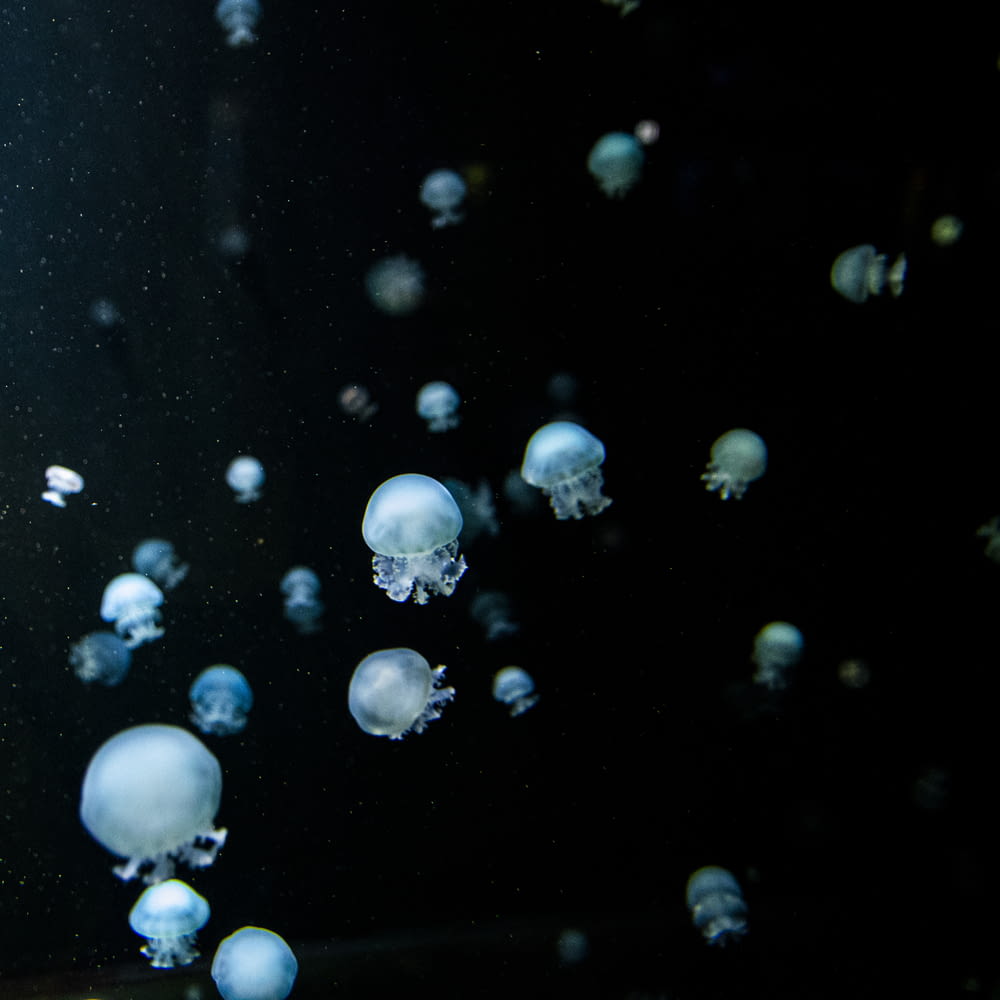 a bunch of jellyfish floating in the water