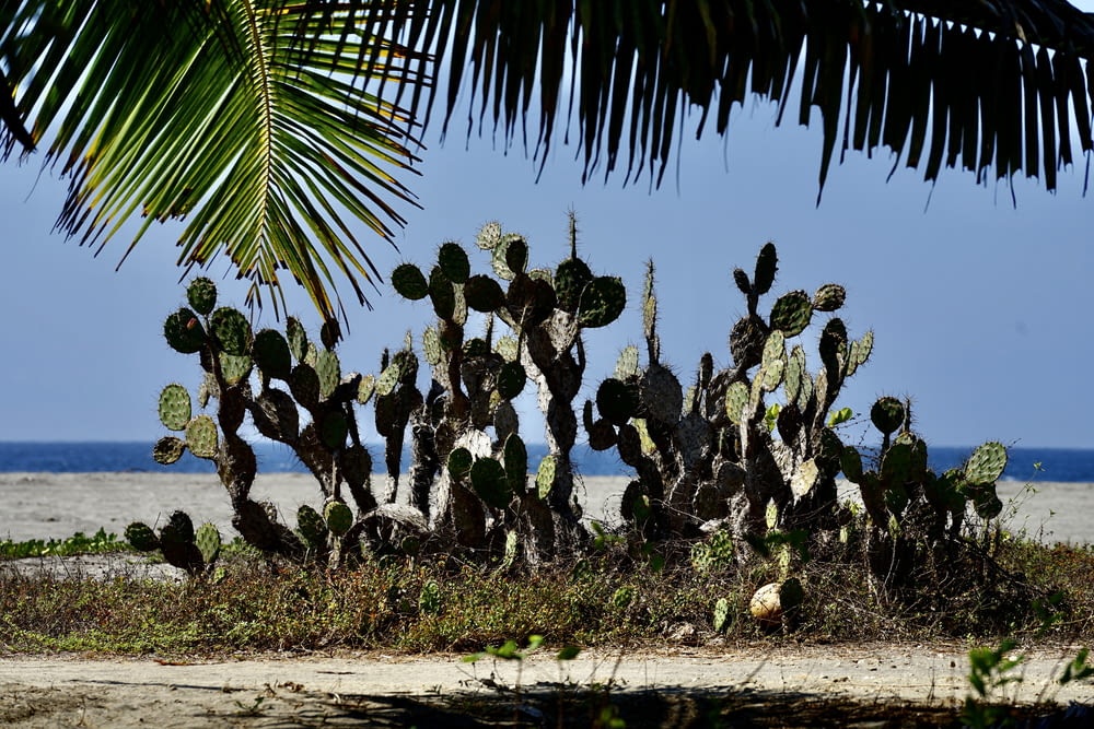 Un groupe de plantes de cactus sur une plage de sable