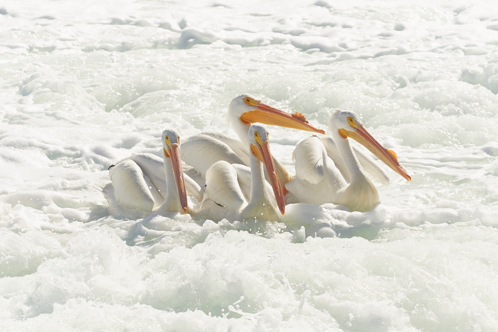a group of pelicans sitting on top of a body of water