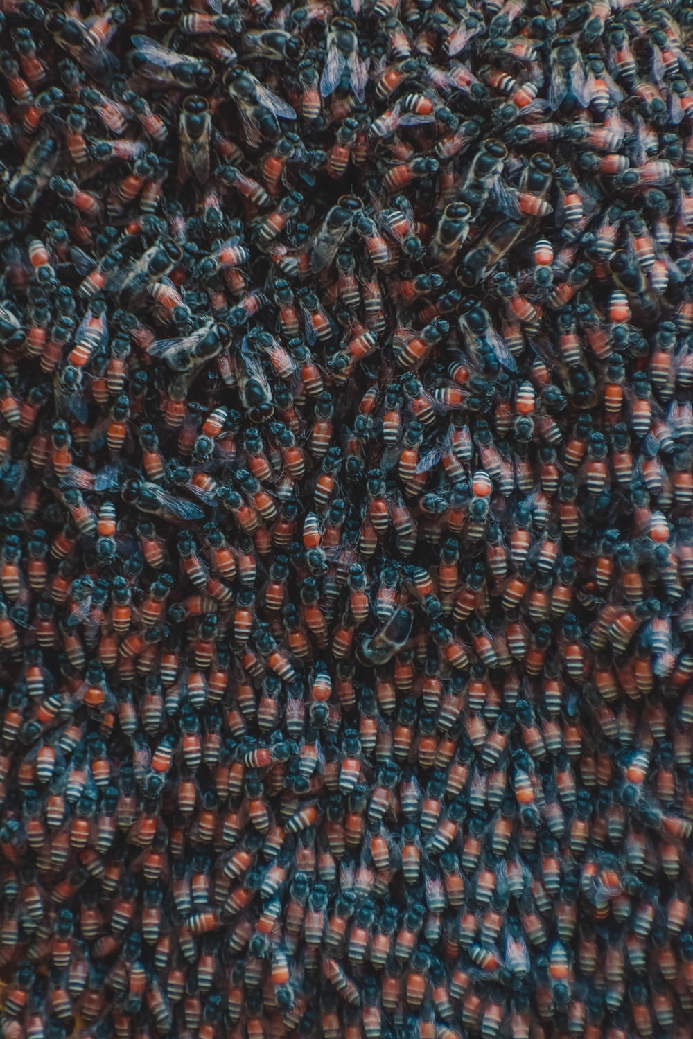 a close up view of a bunch of flies