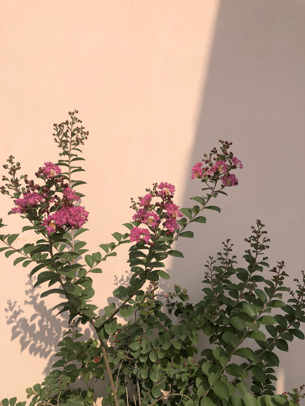 a plant with pink flowers in front of a white wall