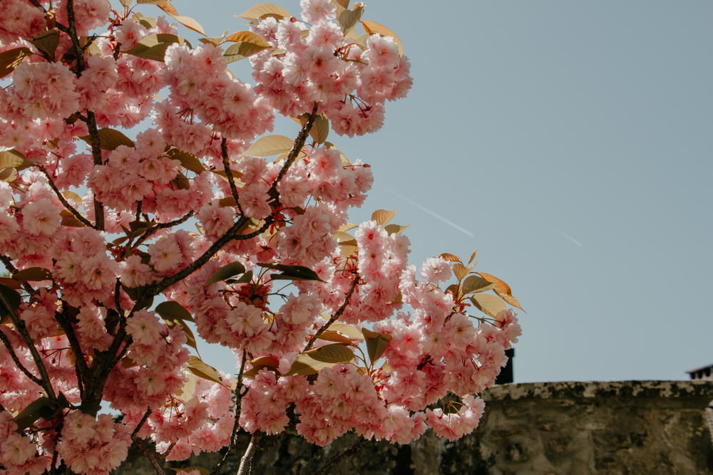 a tree with pink flowers in front of a castle