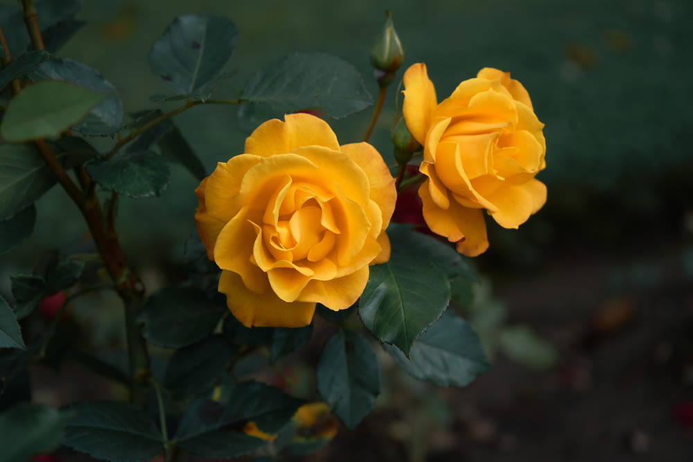 two yellow roses blooming in a garden