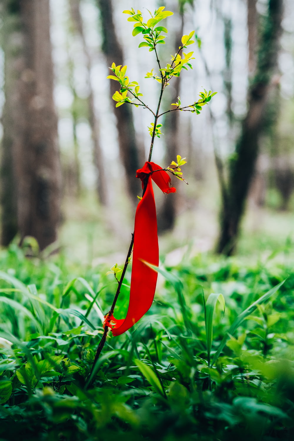 a red ribbon tied to a tree in a forest