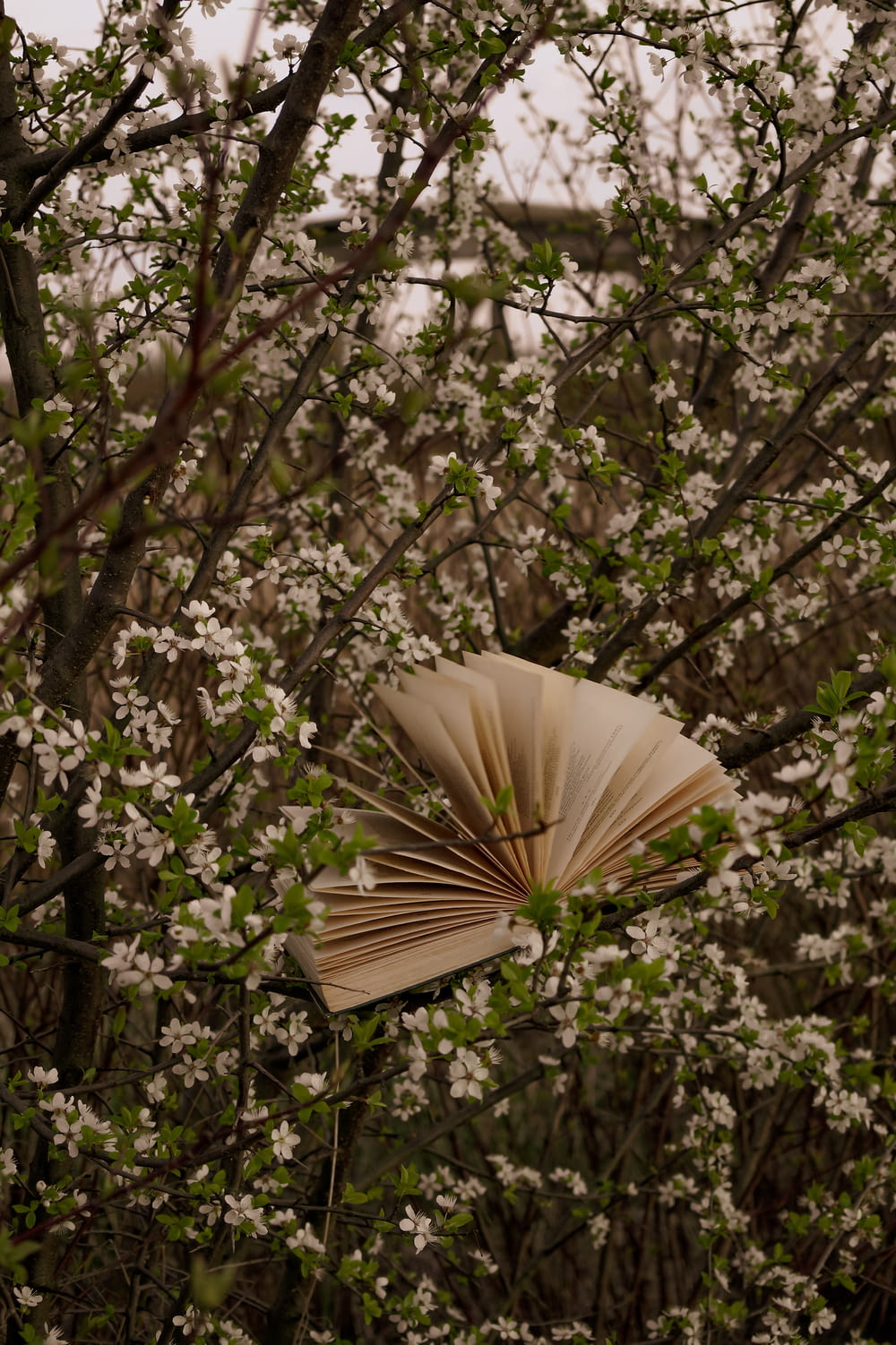 an open book sitting on top of a tree