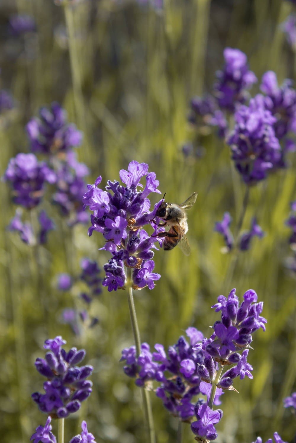 a bee sitting on a purple flower in a field