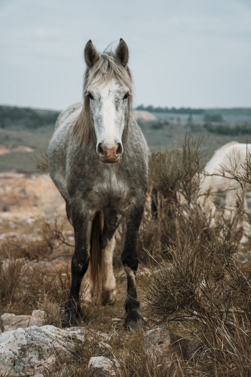 Un caballo parado en la cima de un campo cubierto de hierba seca