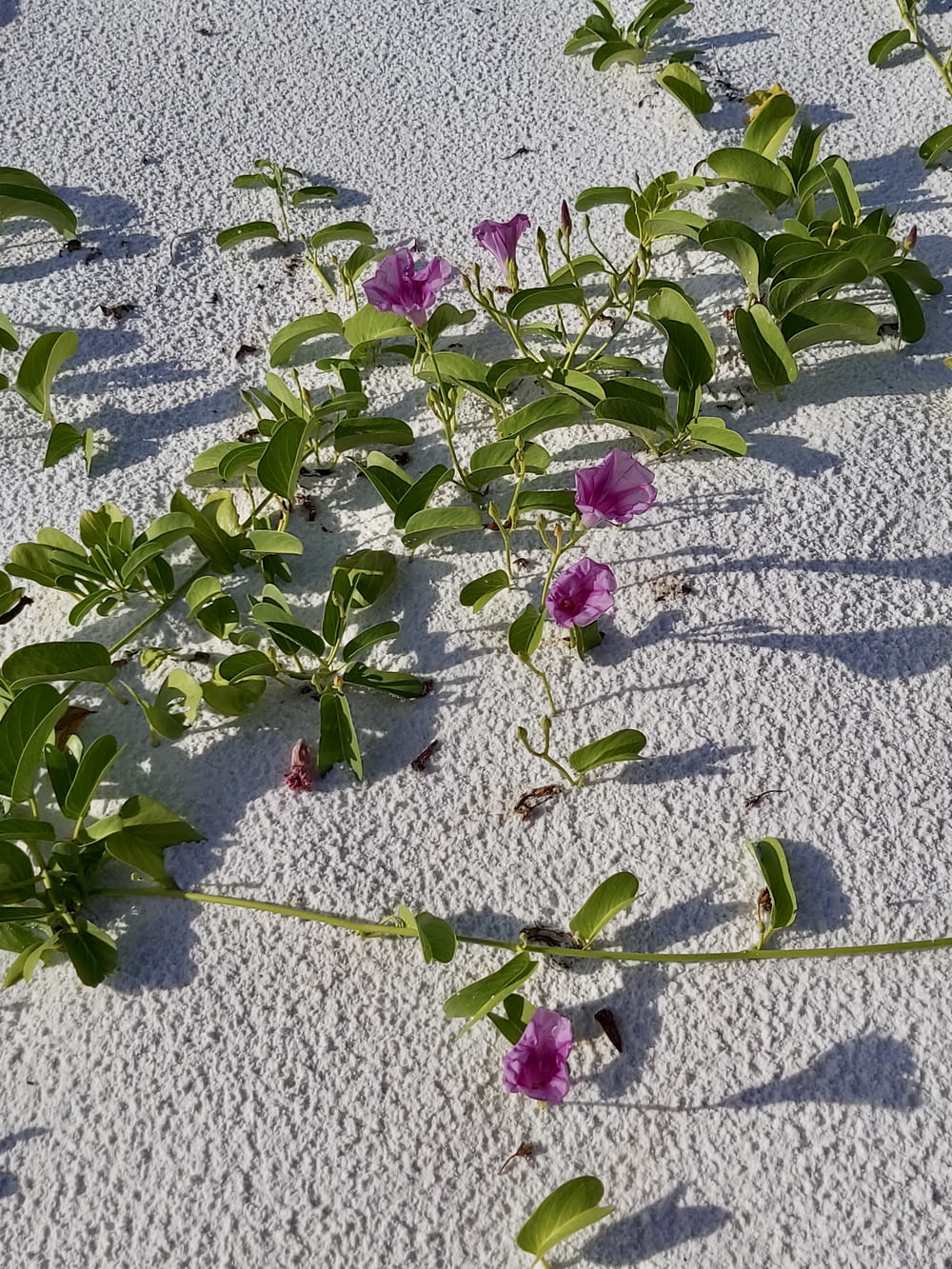 a bunch of flowers that are growing in the sand