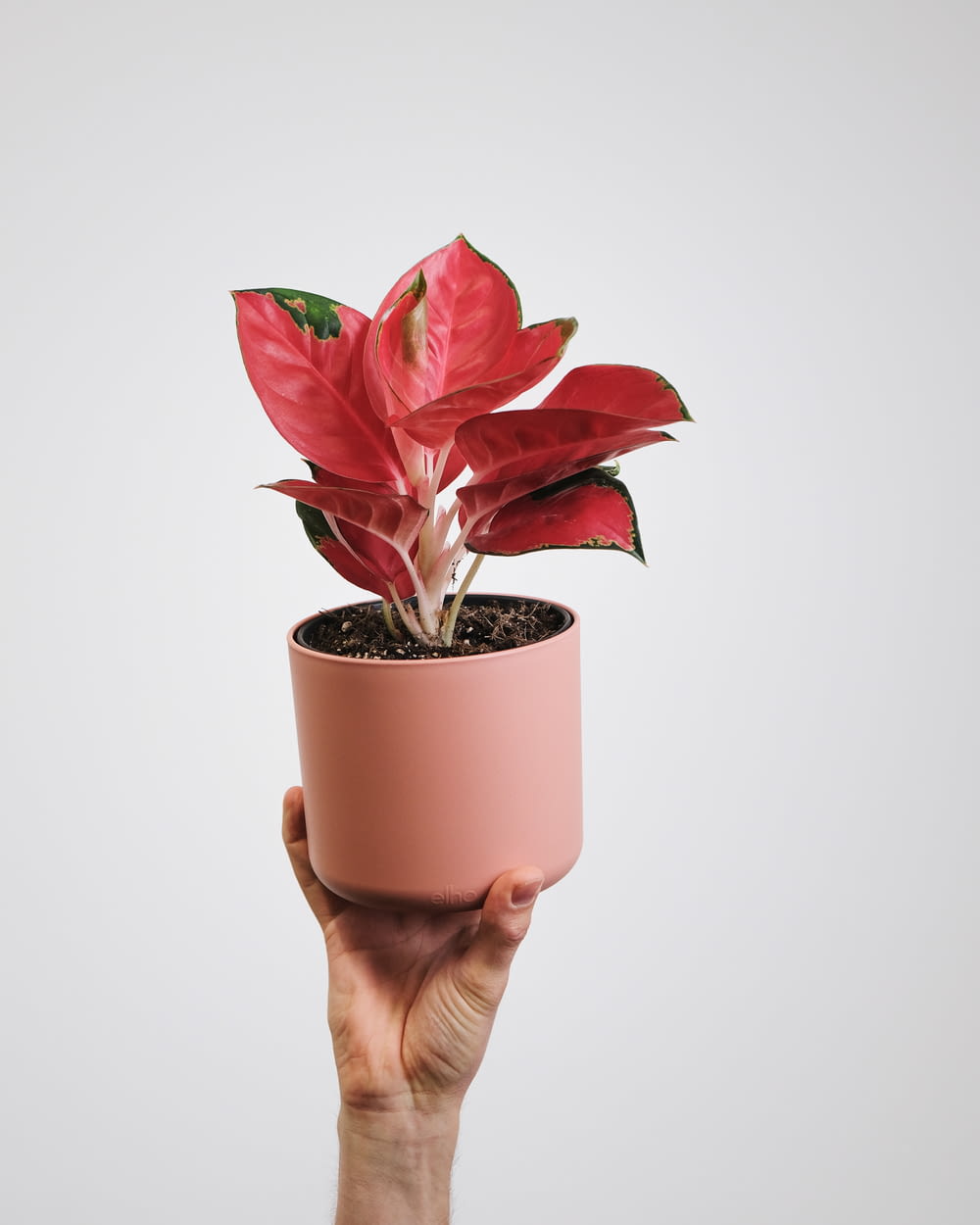 a hand holding a potted plant with red flowers