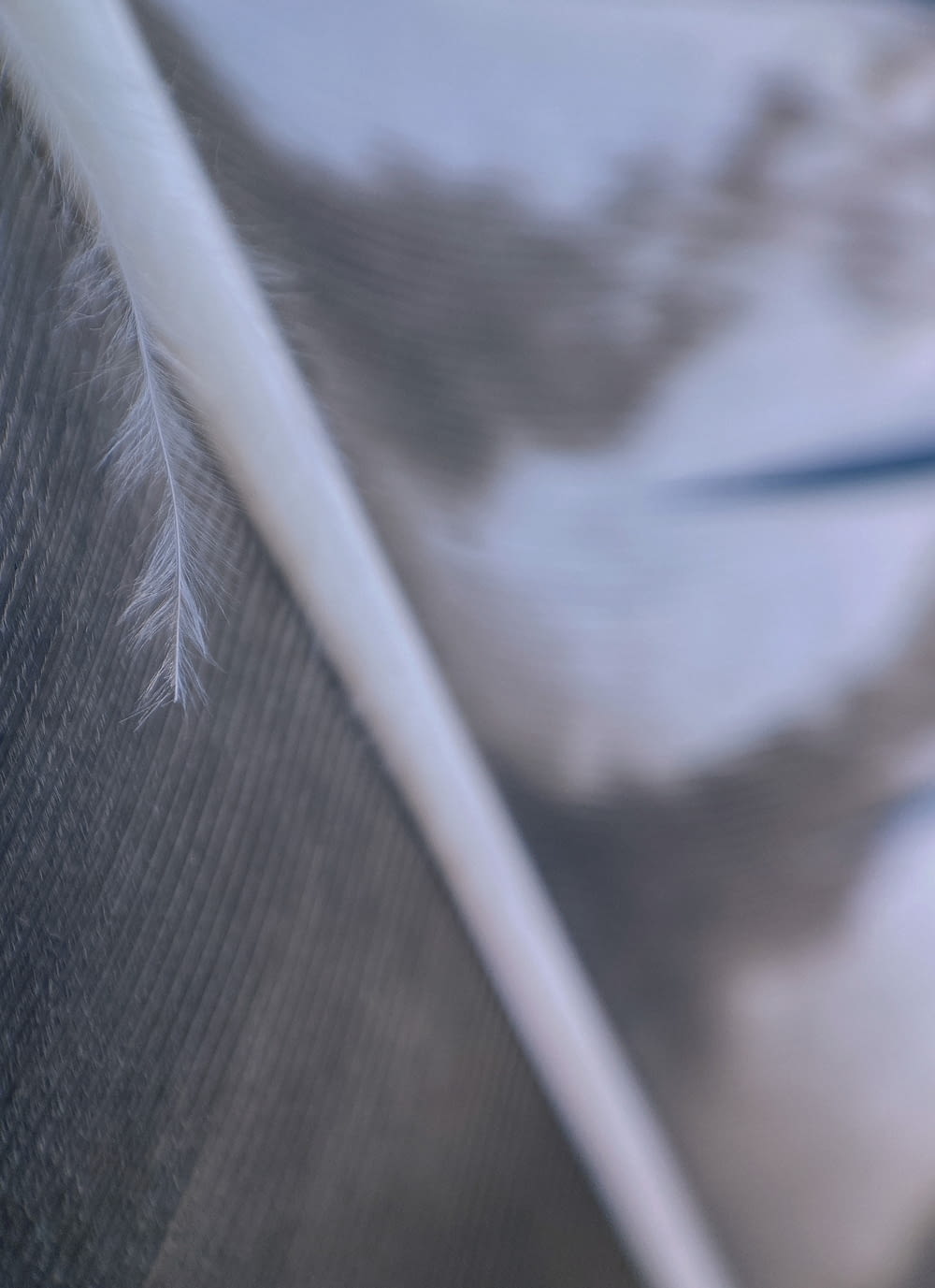 a close up of a feather with a blurry background