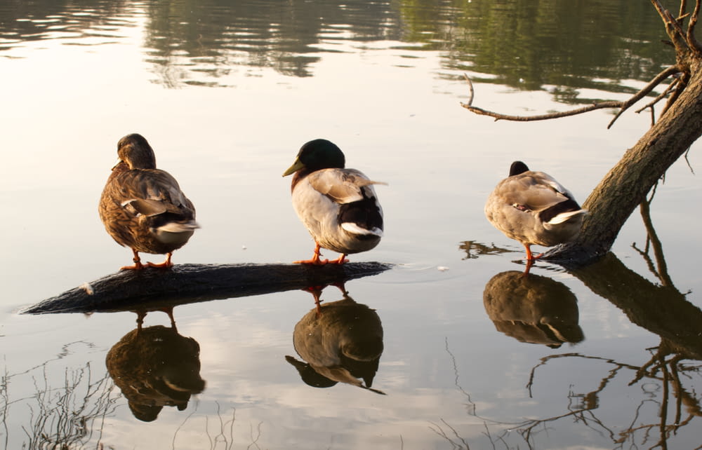 three ducks are standing on a log in the water